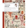 Anatomía humana